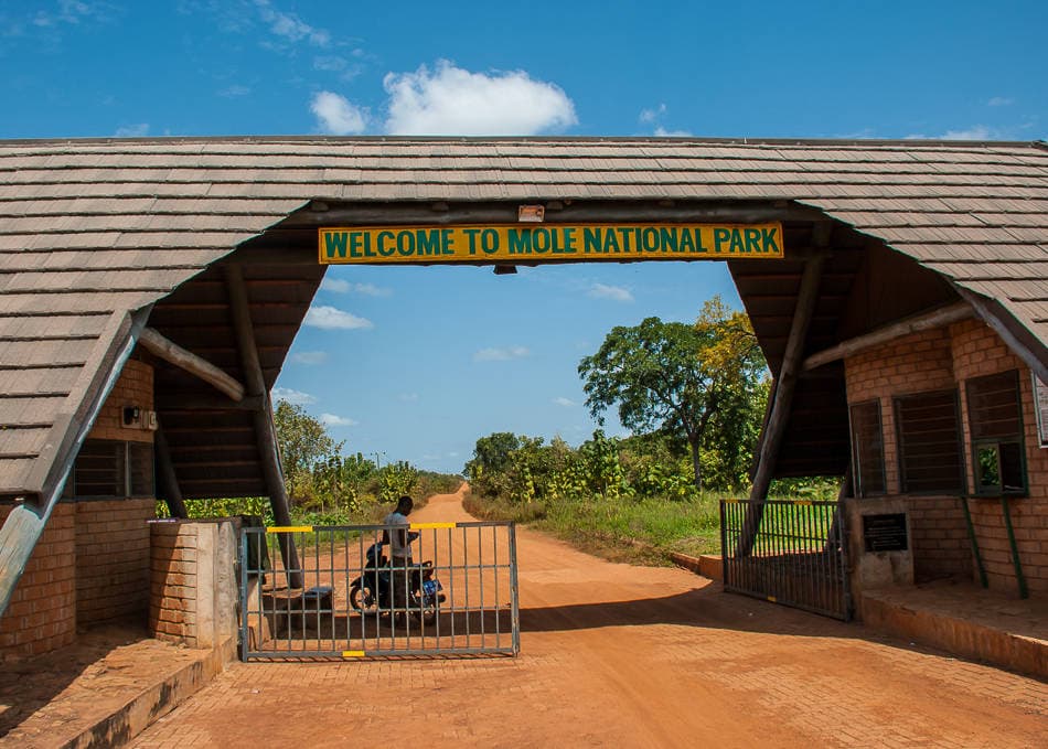Mole National Park Safari Tour image 4