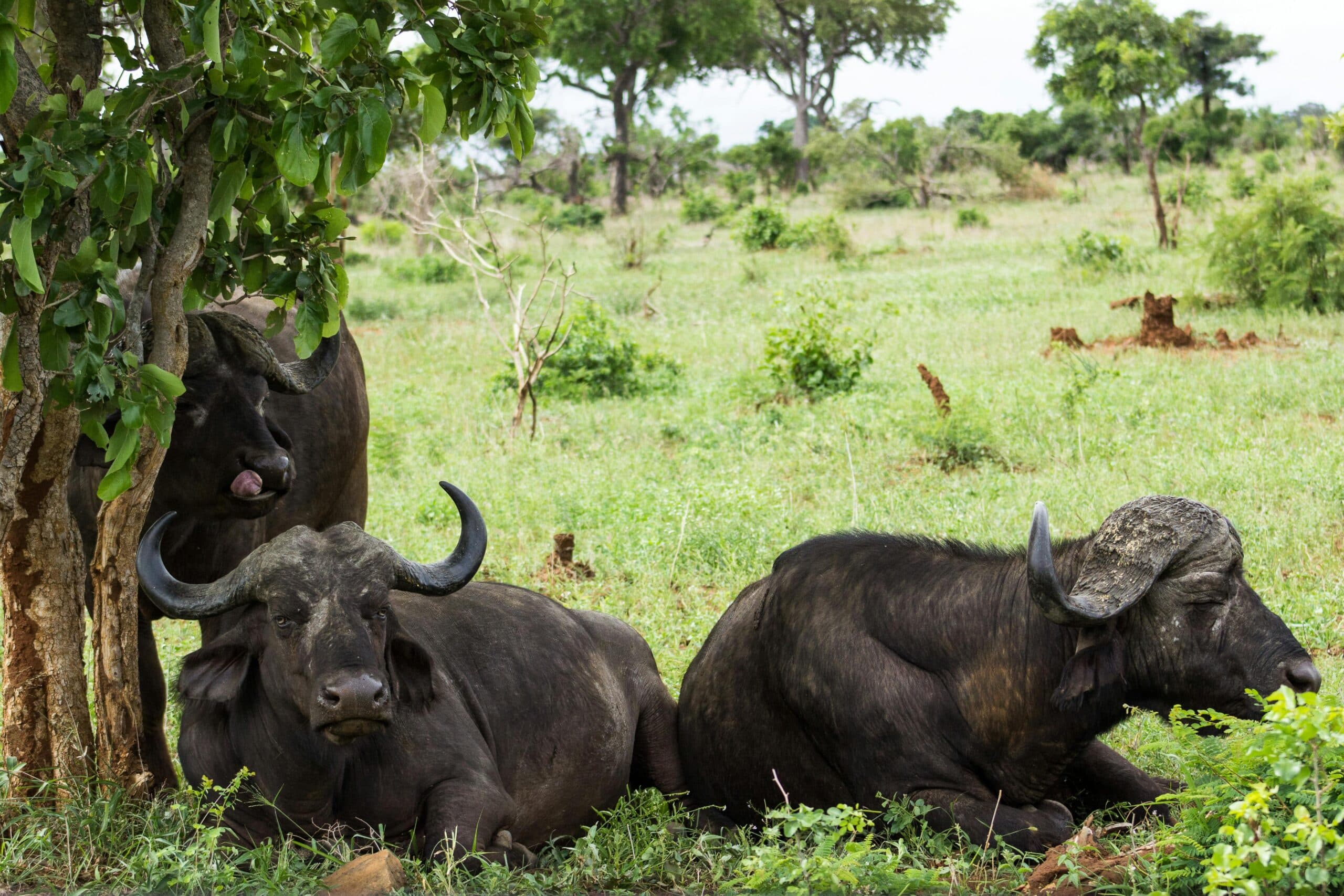 Mole National Park Safari Tour image 2