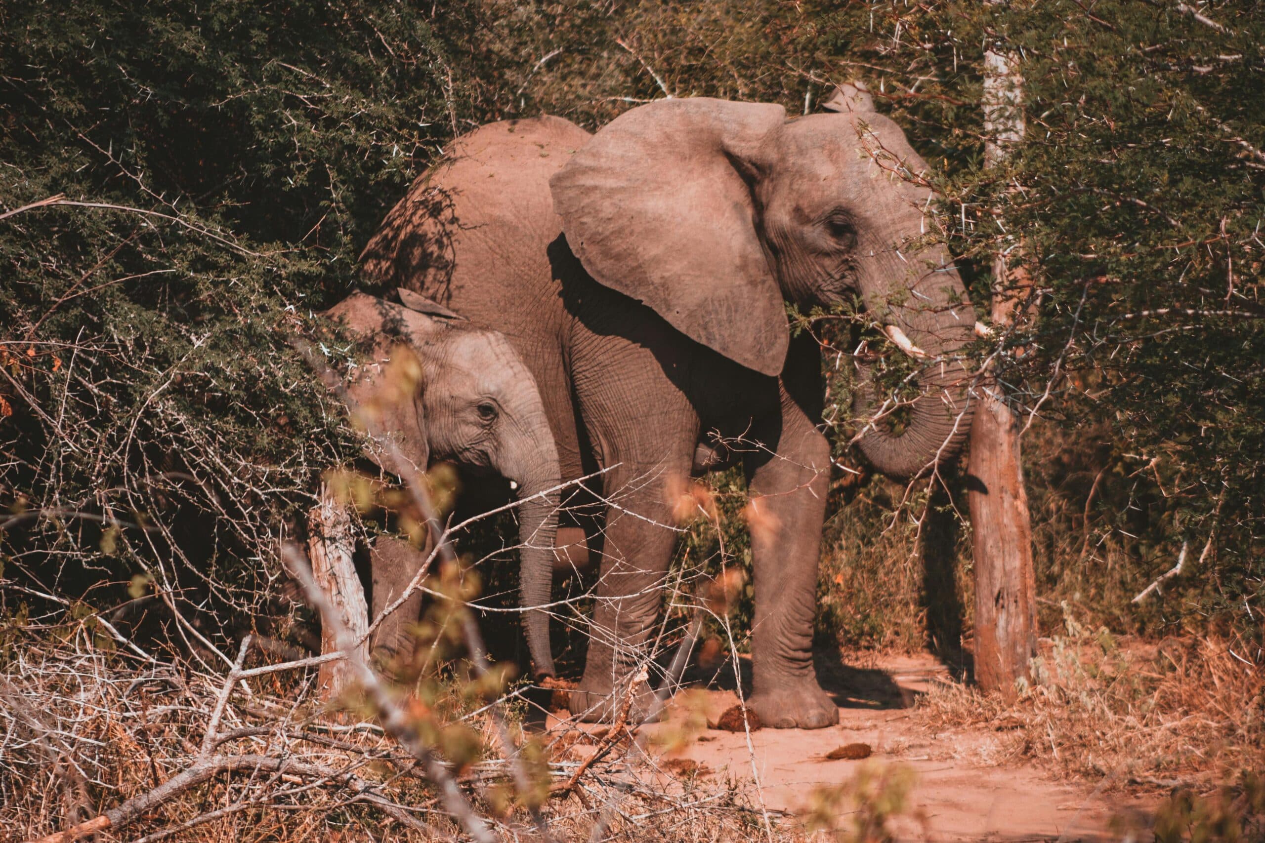 Mole National Park Safari Tour image 3