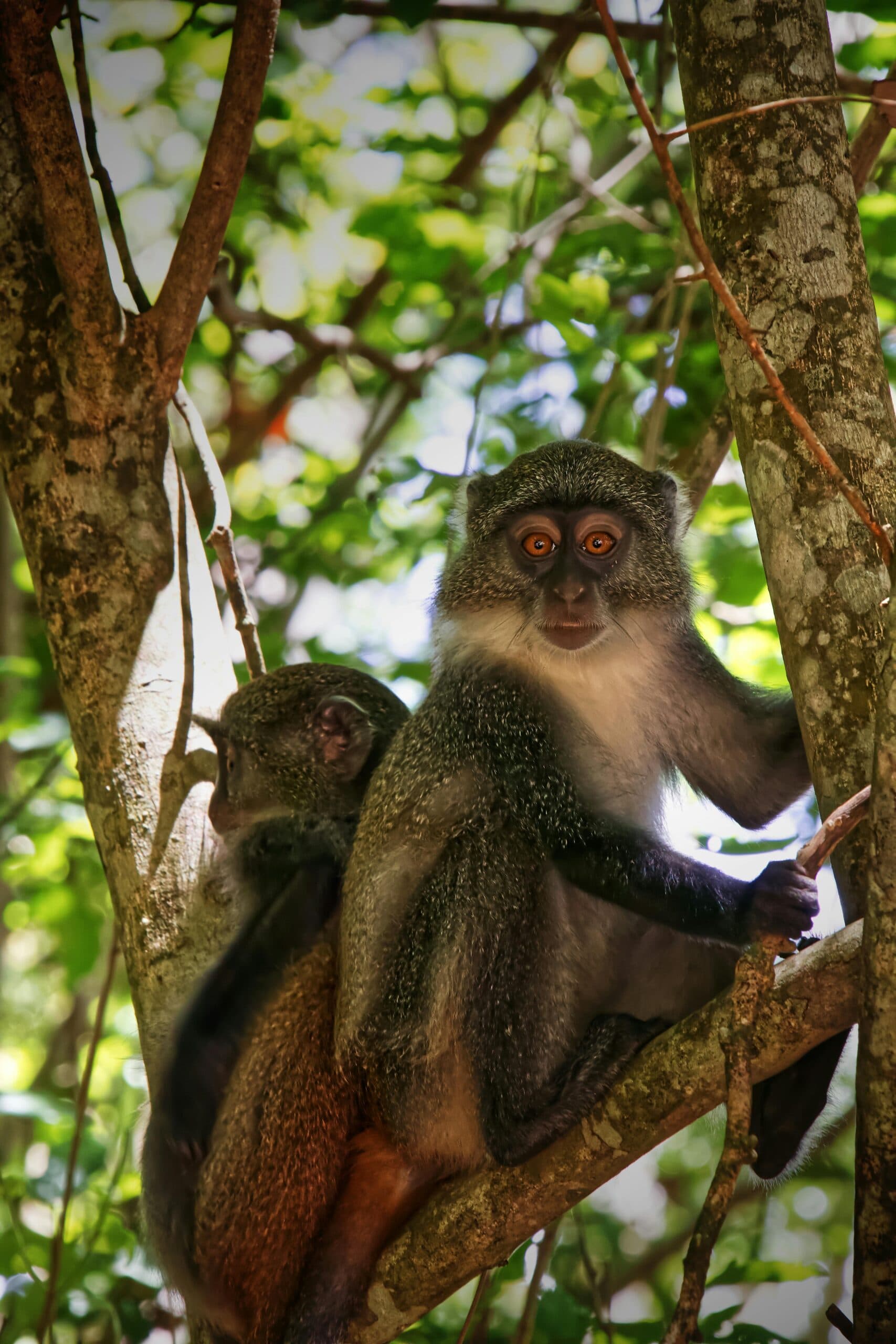 The Volta Nature Experience image 4